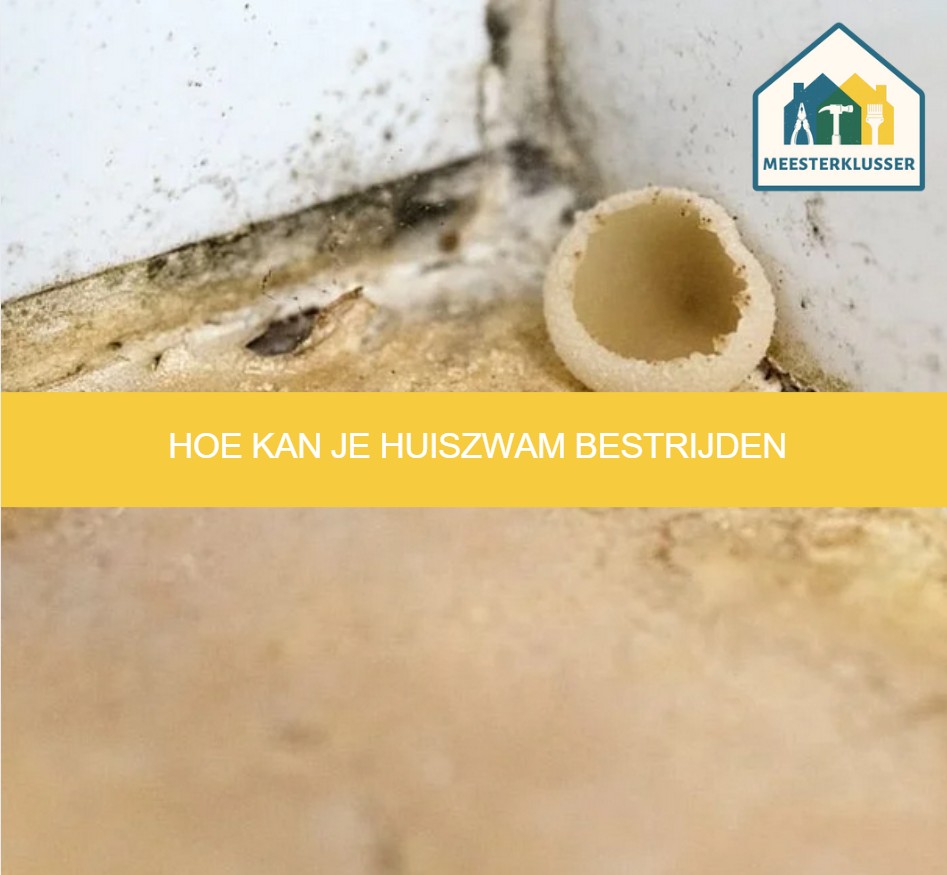 Hoe kan je huiszwam bestrijden