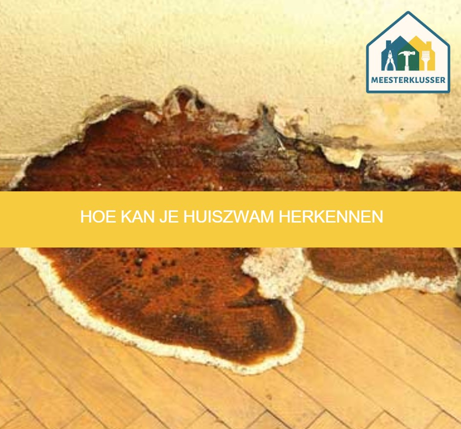 Hoe kan je huiszwam herkennen
