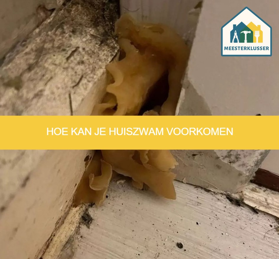 Hoe kan je huiszwam voorkomen