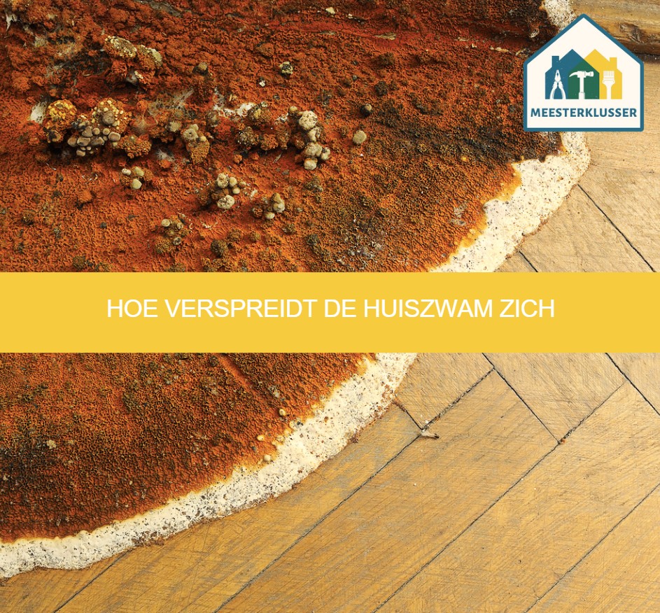 Hoe verspreidt de huiszwam zich