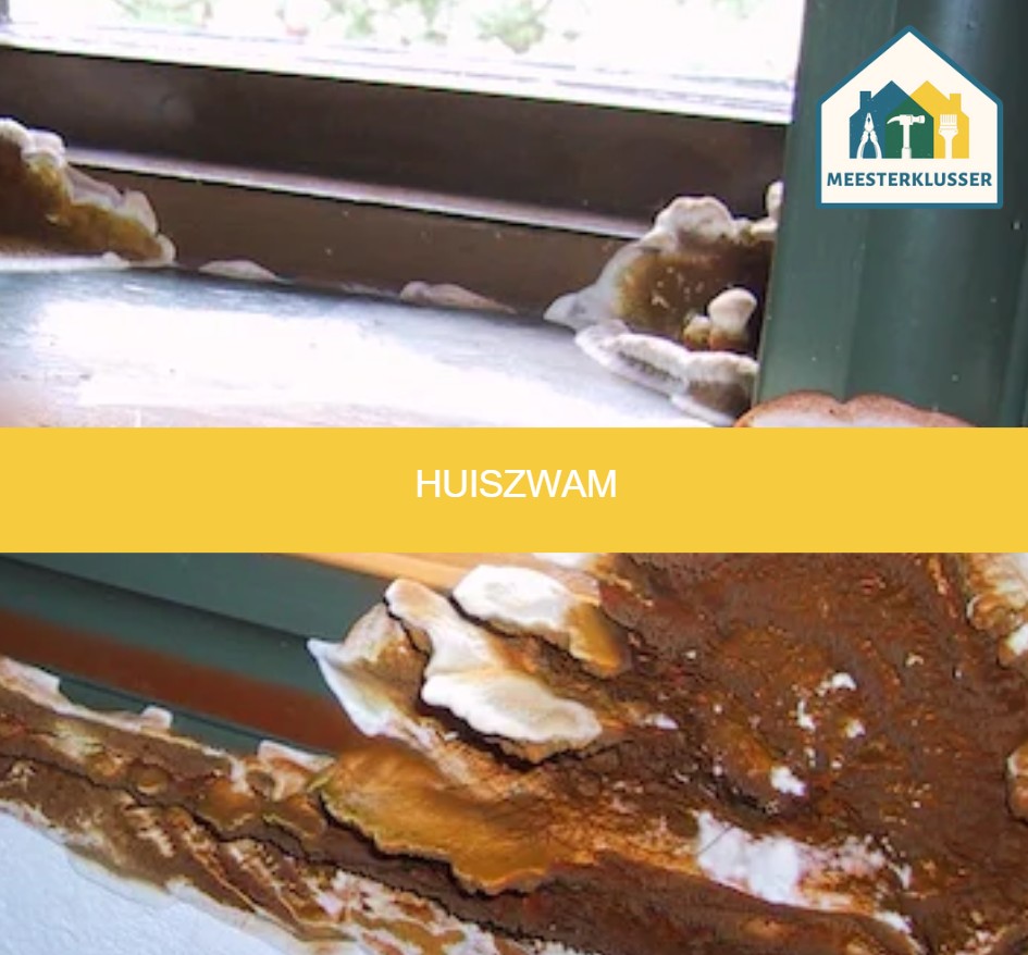 Huiszwam