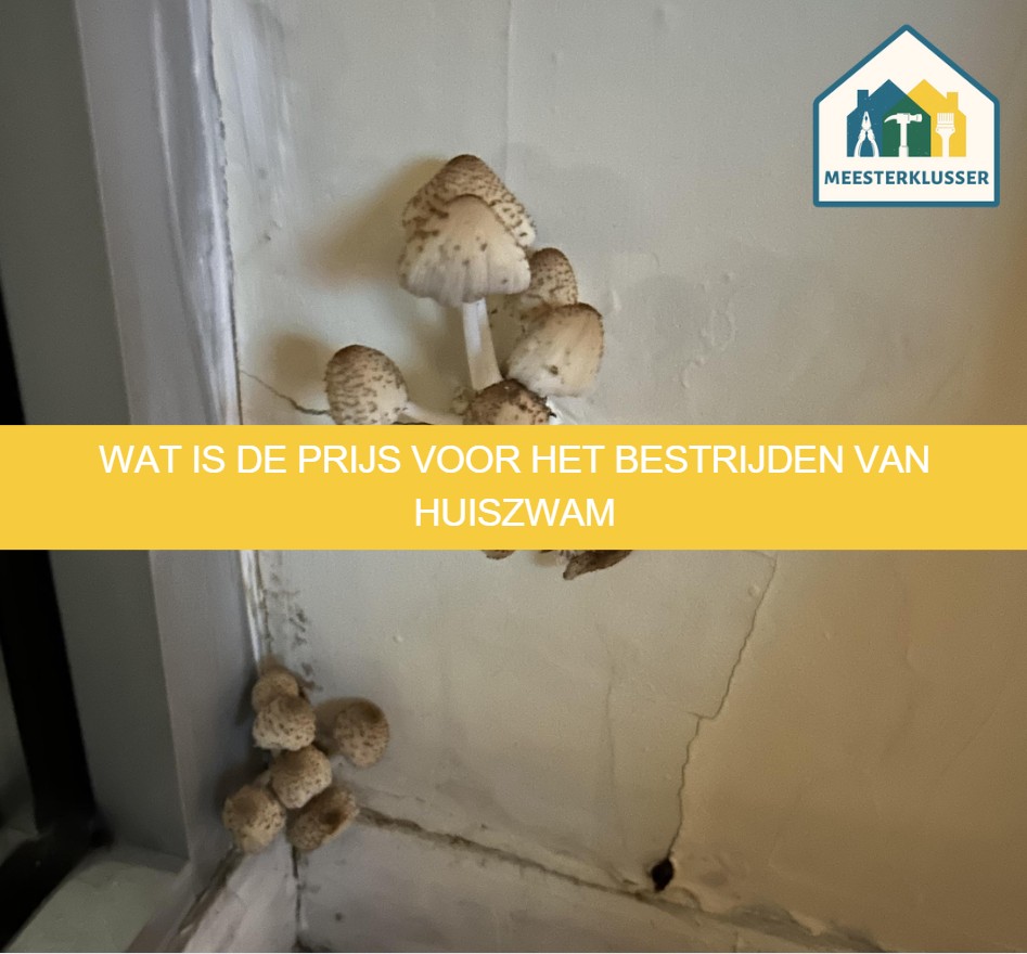 Wat is de prijs voor het bestrijden van huiszwam