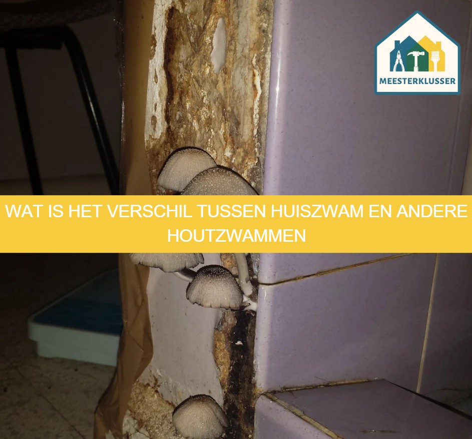Wat is het verschil tussen huiszwam en andere houtzwammen