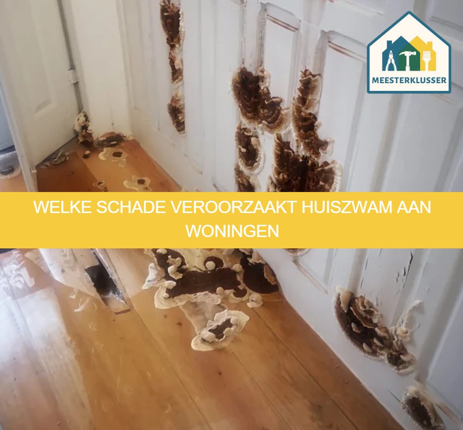 Welke schade veroorzaakt huiszwam aan woningen